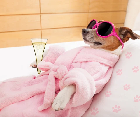 Dog Spa | Dallas | Dog-friendly