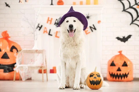 A Safe And Fun Halloween For Your Dogs