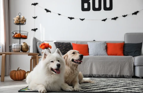 Dog Halloween