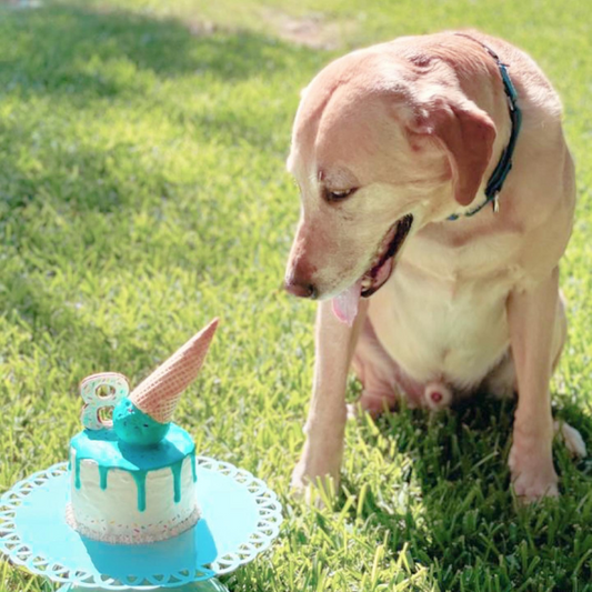 Melted Ice Cream | Dog Cake