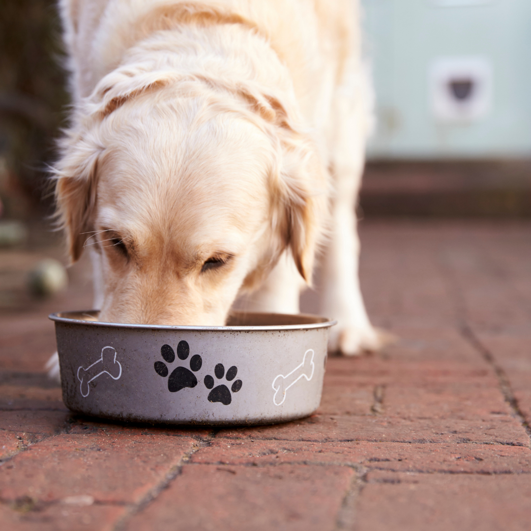 Dog Cakes | Dog Treats | Natural | Dallas | Plano | Frisco